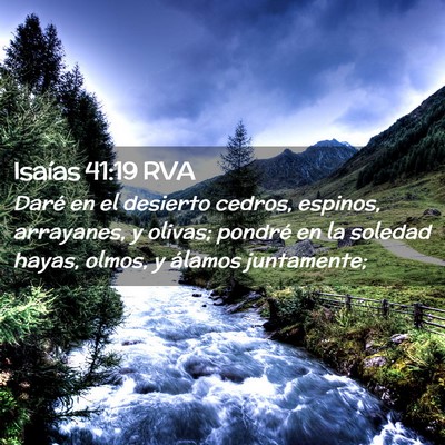 Picture 02 - Isaías 41:19 RVA - Daré en el desierto cedros, espinos, arrayanes, - Bible Verse Picture