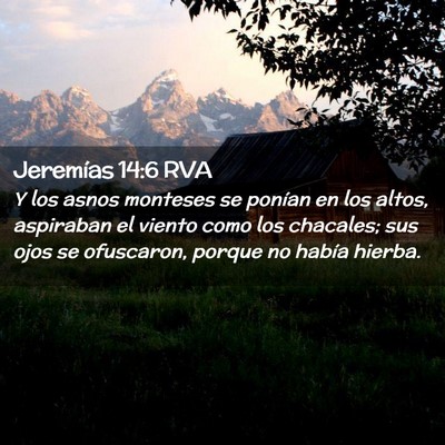 Picture 02 - Jeremías 14:6 RVA - Y los asnos monteses se ponían en los altos, - Bible Verse Picture