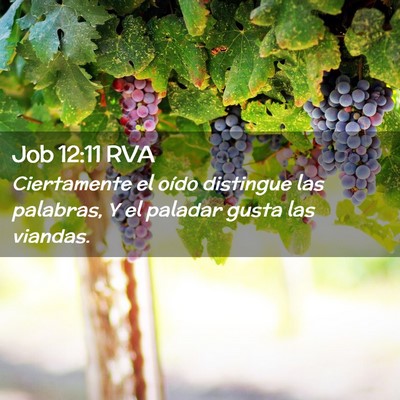 Picture 02 - Job 12:11 RVA - Ciertamente el oído distingue las palabras, Y el - Bible Verse Picture