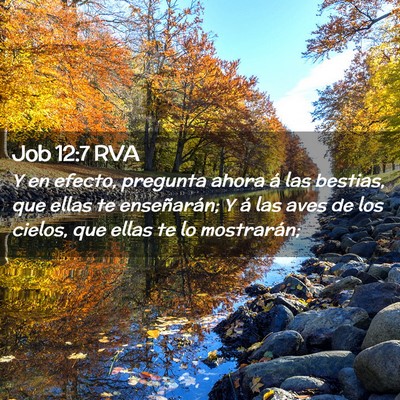 Picture 02 - Job 12:7 RVA - Y en efecto, pregunta ahora á las bestias, que - Bible Verse Picture