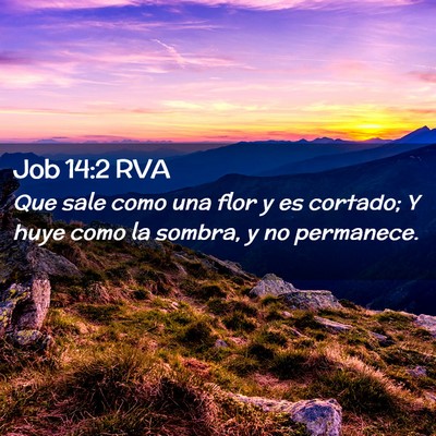Picture 02 - Job 14:2 RVA - Que sale como una flor y es cortado; Y huye como - Bible Verse Picture