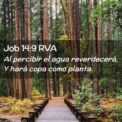 Picture 02 - Job 14:9 RVA - Al percibir el agua reverdecerá, Y hará copa - Bible Verse Picture