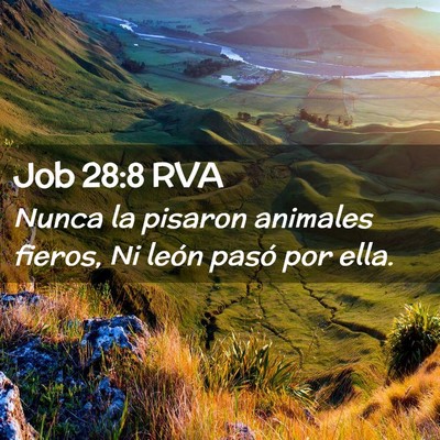 Picture 02 - Job 28:8 RVA - Nunca la pisaron animales fieros, Ni león pasó - Bible Verse Picture