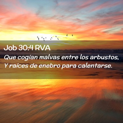 Picture 02 - Job 30:4 RVA - Que cogían malvas entre los arbustos, Y raíces - Bible Verse Picture