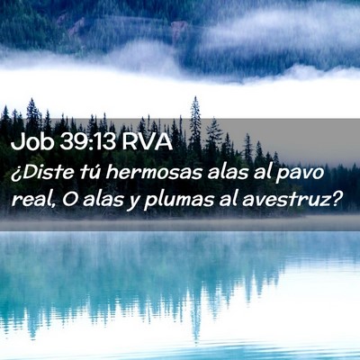 Picture 02 - Job 39:13 RVA - ¿Diste tú hermosas alas al pavo real, O alas y - Bible Verse Picture
