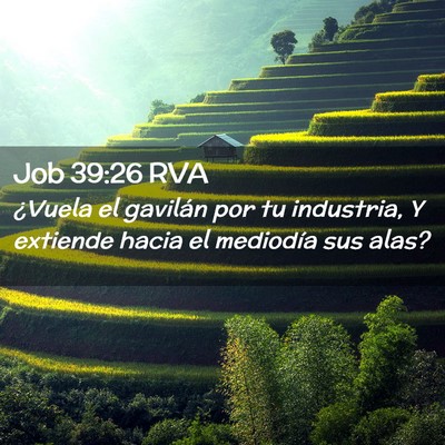 Picture 02 - Job 39:26 RVA - ¿Vuela el gavilán por tu industria, Y extiende - Bible Verse Picture