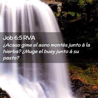 Picture 02 - Job 6:5 RVA - ¿Acaso gime el asno montés junto á la hierba? - Bible Verse Picture