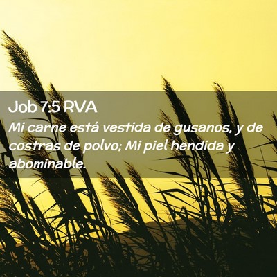 Picture 02 - Job 7:5 RVA - Mi carne está vestida de gusanos, y de costras - Bible Verse Picture