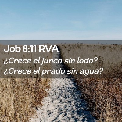 Picture 02 - Job 8:11 RVA - ¿Crece el junco sin lodo? ¿Crece el prado sin - Bible Verse Picture