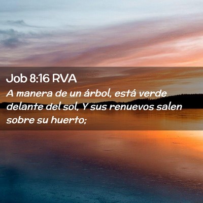 Picture 02 - Job 8:16 RVA - A manera de un árbol, está verde delante del - Bible Verse Picture