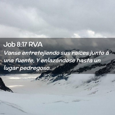 Picture 02 - Job 8:17 RVA - Vanse entretejiendo sus raíces junto á una - Bible Verse Picture