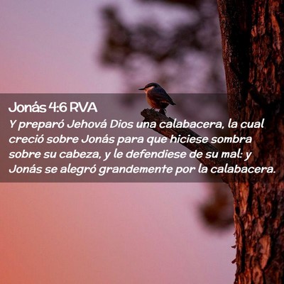 Picture 02 - Jonás 4:6 RVA - Y preparó Jehová Dios una calabacera, la cual - Bible Verse Picture