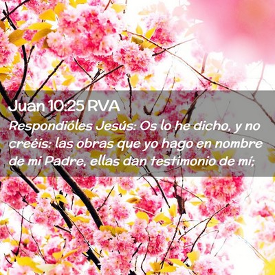 Picture 02 - Juan 10:25 RVA - Respondióles Jesús: Os lo he dicho, y no - Bible Verse Picture
