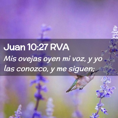 Picture 02 - Juan 10:27 RVA - Mis ovejas oyen mi voz, y yo las conozco, y me - Bible Verse Picture