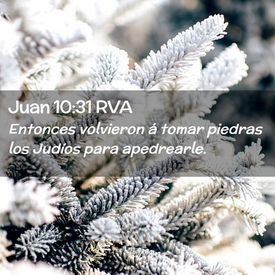 Picture 02 - Juan 10:31 RVA - Entonces volvieron á tomar piedras los Judíos - Bible Verse Picture