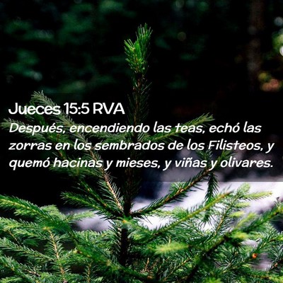 Picture 02 - Jueces 15:5 RVA - Después, encendiendo las teas, echó las zorras - Bible Verse Picture