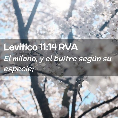 Picture 02 - Levítico 11:14 RVA - El milano, y el buitre según su - Bible Verse Picture