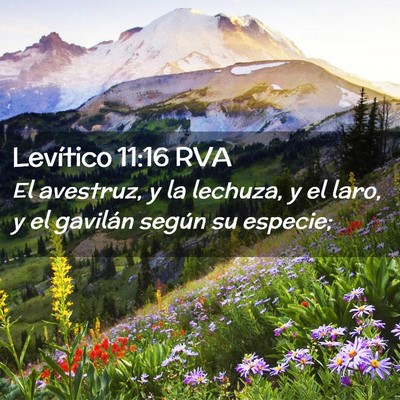 Picture 02 - Levítico 11:16 RVA - El avestruz, y la lechuza, y el laro, y el - Bible Verse Picture