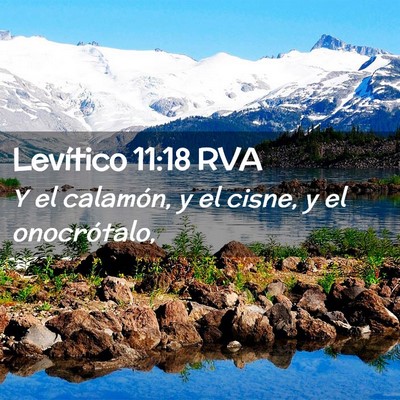 Picture 02 - Levítico 11:18 RVA - Y el calamón, y el cisne, y el - Bible Verse Picture