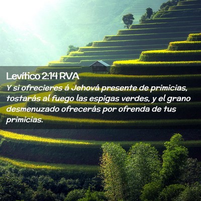 Picture 02 - Levítico 2:14 RVA - Y si ofrecieres á Jehová presente de primicias, - Bible Verse Picture