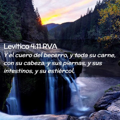 Picture 02 - Levítico 4:11 RVA - Y el cuero del becerro, y toda su carne, con su - Bible Verse Picture