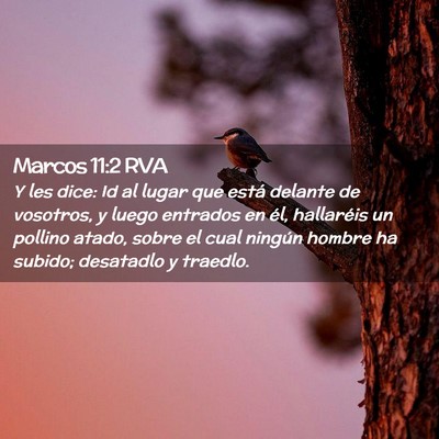 Picture 02 - Marcos 11:2 RVA - Y les dice: Id al lugar que está delante de - Bible Verse Picture