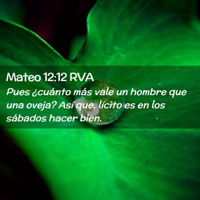 Picture 02 - Mateo 12:12 RVA - Pues ¿cuánto más vale un hombre que una oveja? - Bible Verse Picture