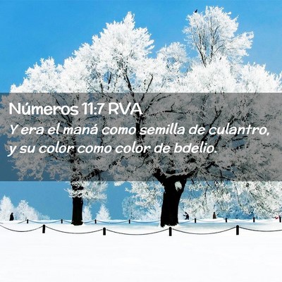 Picture 02 - Números 11:7 RVA - Y era el maná como semilla de culantro, y su - Bible Verse Picture