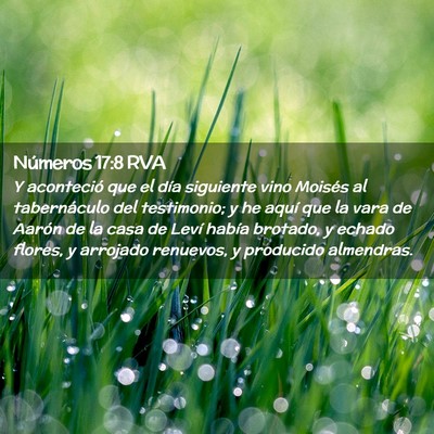 Picture 02 - Números 17:8 RVA - Y aconteció que el día siguiente vino Moisés - Bible Verse Picture