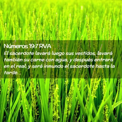 Picture 02 - Números 19:7 RVA - El sacerdote lavará luego sus vestidos, lavará - Bible Verse Picture