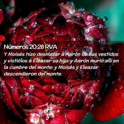 Picture 02 - Números 20:28 RVA - Y Moisés hizo desnudar á Aarón de sus vestidos - Bible Verse Picture