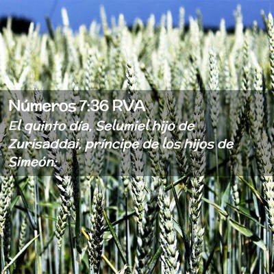Picture 02 - Números 7:36 RVA - El quinto día, Selumiel hijo de Zurisaddai, - Bible Verse Picture