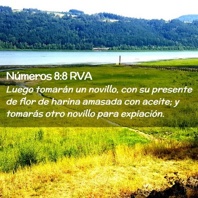 Picture 02 - Números 8:8 RVA - Luego tomarán un novillo, con su presente de - Bible Verse Picture