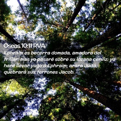 Picture 02 - Oseas 10:11 RVA - Ephraim es becerra domada, amadora del trillar; - Bible Verse Picture