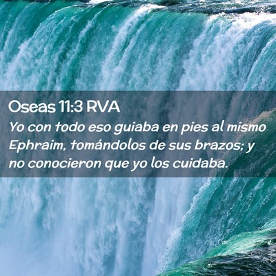Picture 02 - Oseas 11:3 RVA - Yo con todo eso guiaba en pies al mismo Ephraim, - Bible Verse Picture