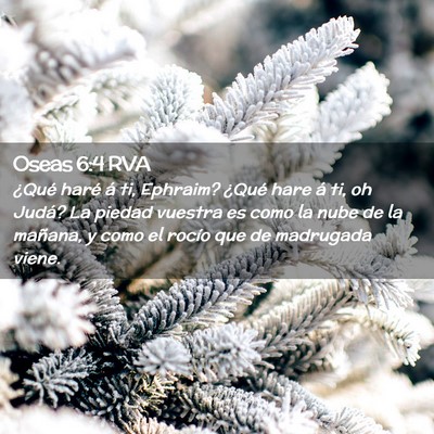 Picture 02 - Oseas 6:4 RVA - ¿Qué haré á ti, Ephraim? ¿Qué hare á ti, - Bible Verse Picture