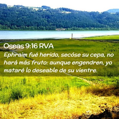 Picture 02 - Oseas 9:16 RVA - Ephraim fué herido, secóse su cepa, no hará - Bible Verse Picture