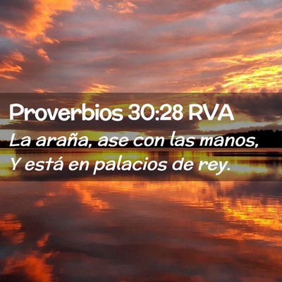 Picture 02 - Proverbios 30:28 RVA - La araña, ase con las manos, Y está en palacios - Bible Verse Picture