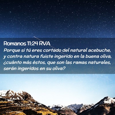 Picture 02 - Romanos 11:24 RVA - Porque si tú eres cortado del natural acebuche, - Bible Verse Picture