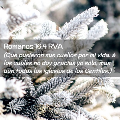 Picture 02 - Romanos 16:4 RVA - (Que pusieron sus cuellos por mi vida: á los - Bible Verse Picture