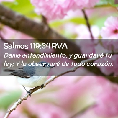 Picture 02 - Salmos 119:34 RVA - Dame entendimiento, y guardaré tu ley; Y la - Bible Verse Picture