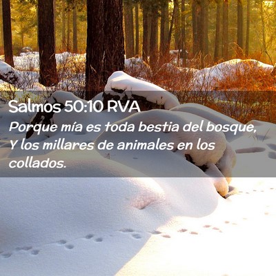 Picture 02 - Salmos 50:10 RVA - Porque mía es toda bestia del bosque, Y los - Bible Verse Picture