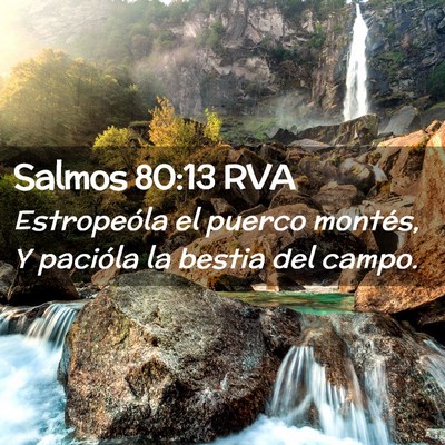 Picture 02 - Salmos 80:13 RVA - Estropeóla el puerco montés, Y pacióla la - Bible Verse Picture