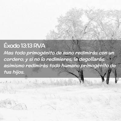 Picture 02 - Éxodo 13:13 RVA - Mas todo primogénito de asno redimirás con un - Bible Verse Picture