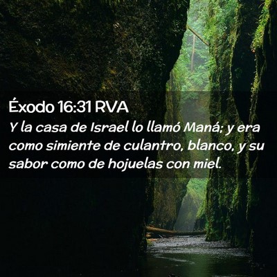 Picture 02 - Éxodo 16:31 RVA - Y la casa de Israel lo llamó Maná; y era como - Bible Verse Picture