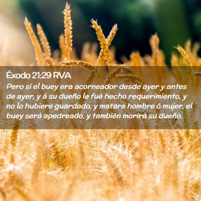 Picture 02 - Éxodo 21:29 RVA - Pero si el buey era acorneador desde ayer y antes - Bible Verse Picture