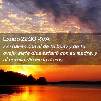 Picture 02 - Éxodo 22:30 RVA - Así harás con el de tu buey y de tu oveja: - Bible Verse Picture