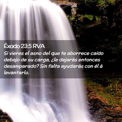Picture 02 - Éxodo 23:5 RVA - Si vieres el asno del que te aborrece caído - Bible Verse Picture