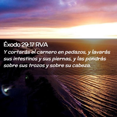 Picture 02 - Éxodo 29:17 RVA - Y cortarás el carnero en pedazos, y lavarás sus - Bible Verse Picture