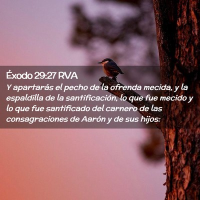Picture 02 - Éxodo 29:27 RVA - Y apartarás el pecho de la ofrenda mecida, y la - Bible Verse Picture